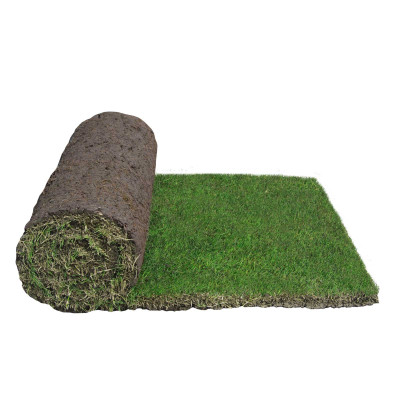 TifTuf Hybrid Bermuda 