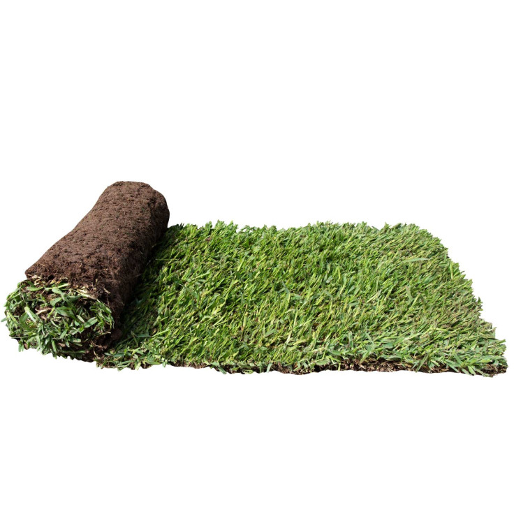 Sir Walter DNA Certified Buffalo Grass