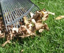 Autumn Lawn Care Advice