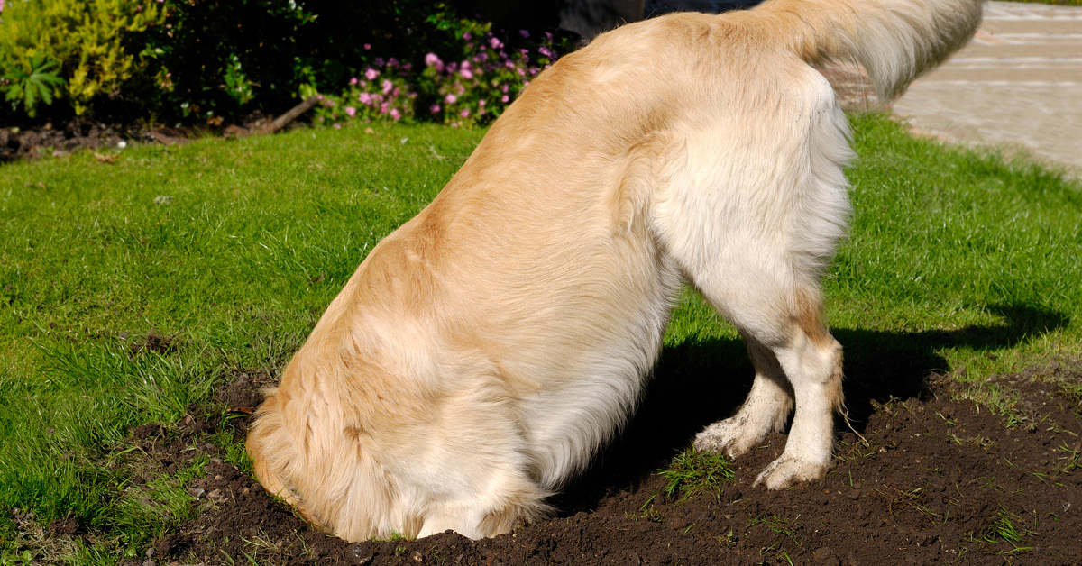 Pets And Your Lawn Lawn Solutions Australia