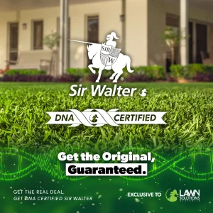 Sir Walter DNA Certified Buffalo Grass