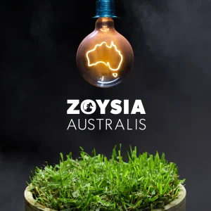Zoysia Australis