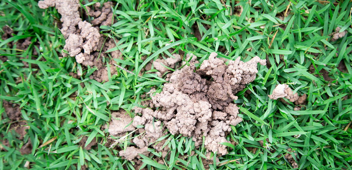 Earthworms and Your Lawn Lawn Solutions Australia