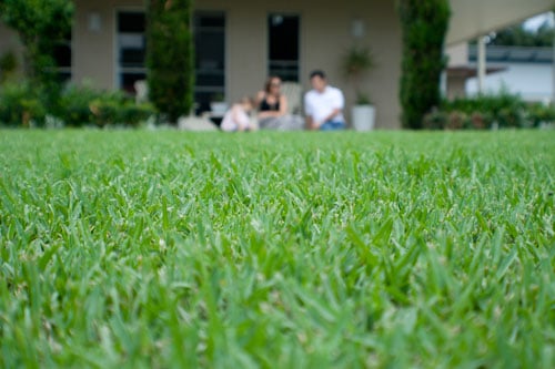 Grass Varieties Best Quality