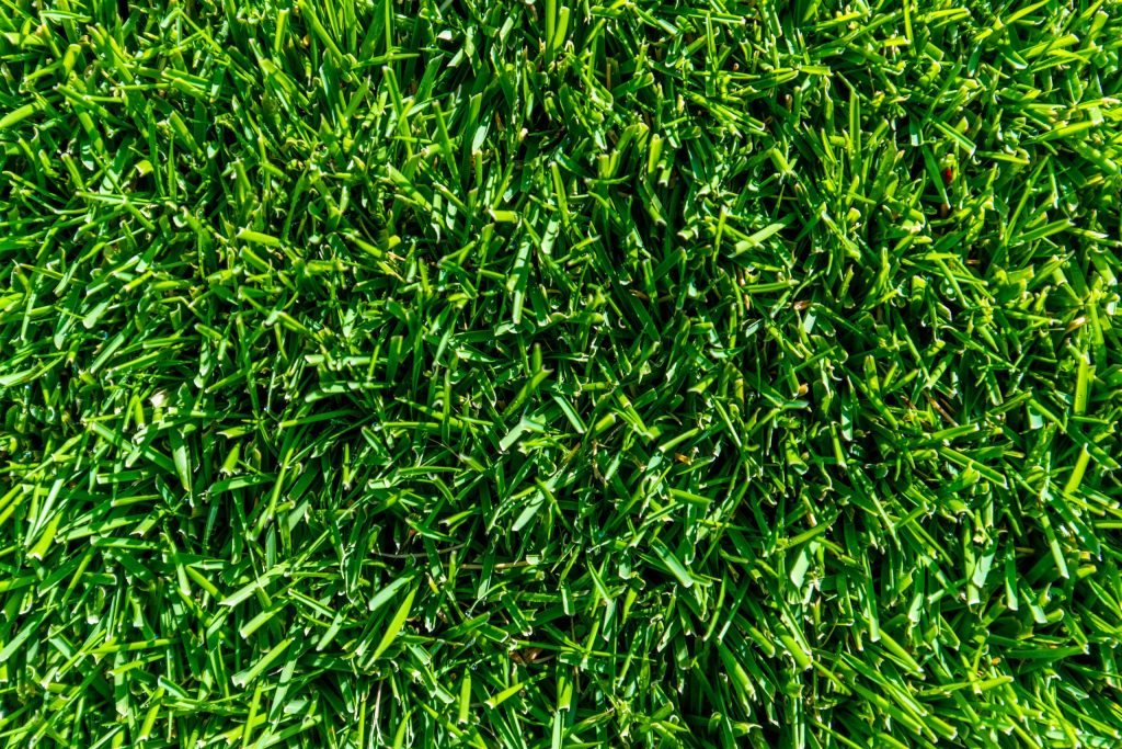 tiftuf hybrid bermuda grass leaf