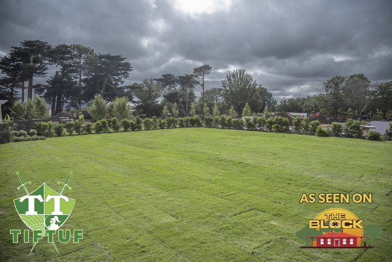 Tiftuf Hybrid Bermuda Lawn Solutions Australia 3779