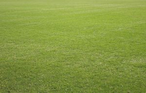 New TifTuf Sports Field - Lawn Solutions Australia