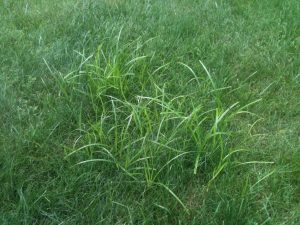 Sedge Weeds & Their Treatments | All Turf Solutions