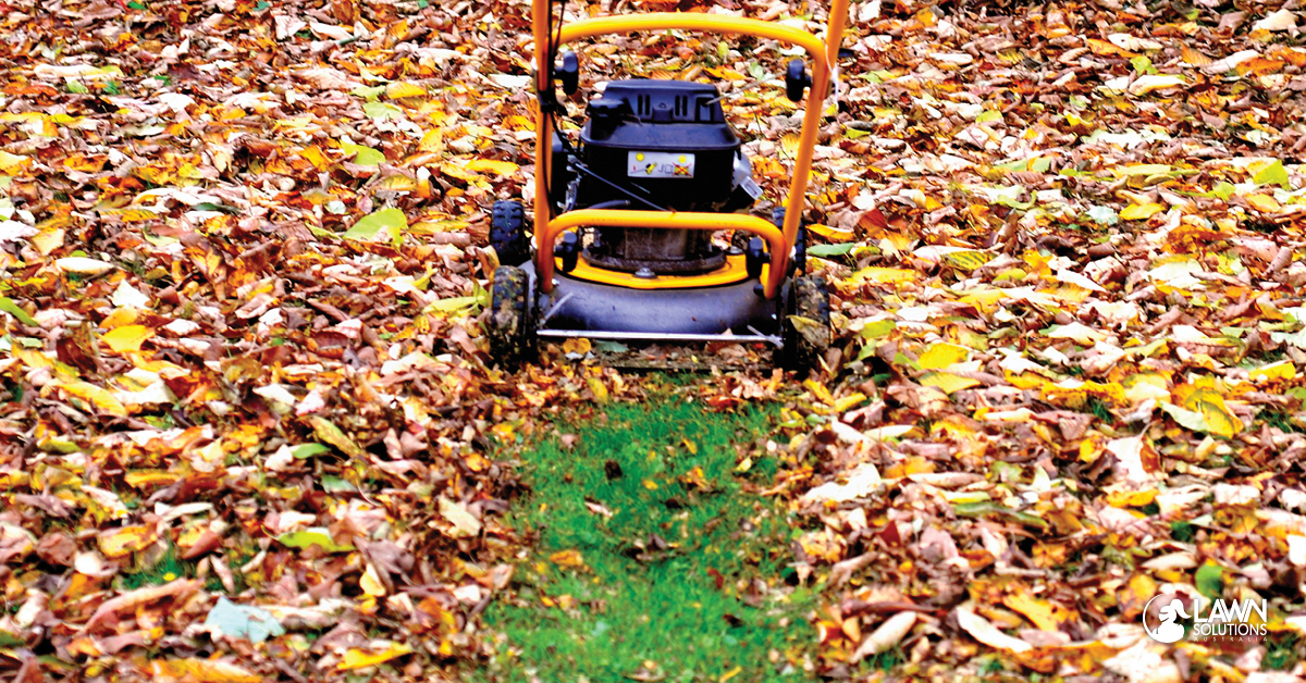 autumn lawn care