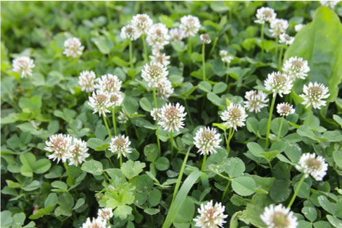 white clover