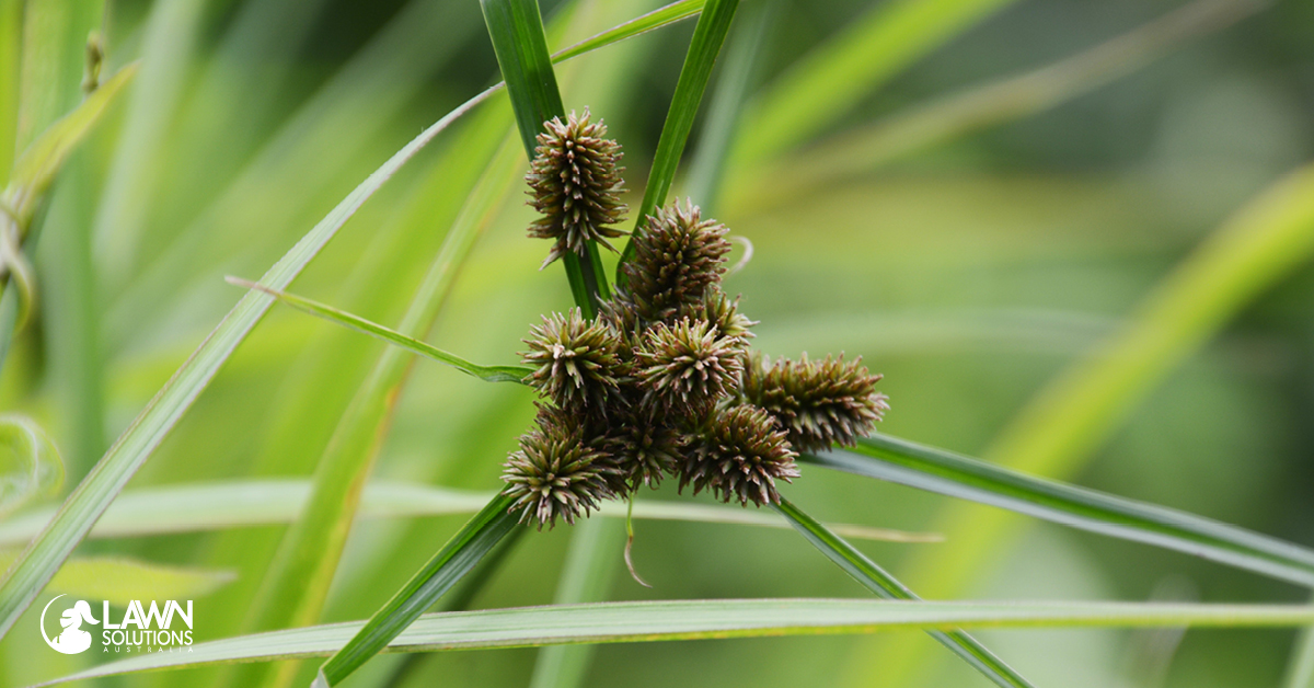 How do I remove Nutgrass from my lawn? Lawn Solutions Australia