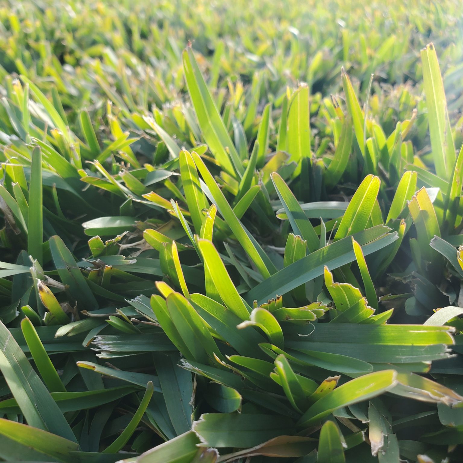 5 Common Grass Varieties - Lawn Solutions Australia