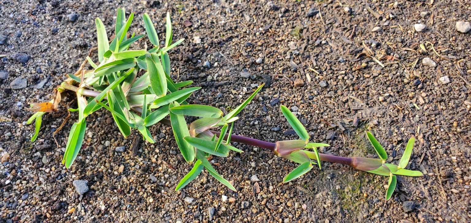 5 Common Grass Varieties Lawn Solutions Australia