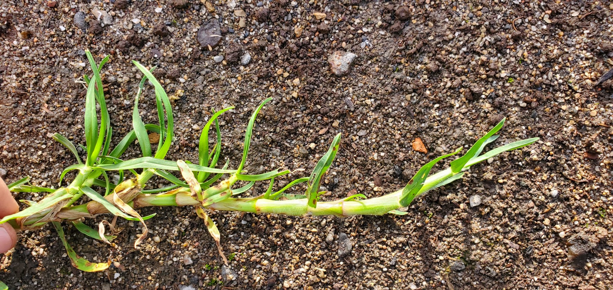 Kikuyu Grass in Focus