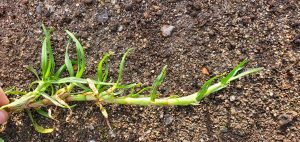 Kikuyu grass