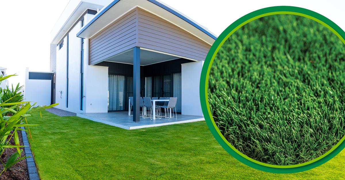 Getting To Know Tiftuf Hybrid Bermuda Lawn Solutions Australia 3694