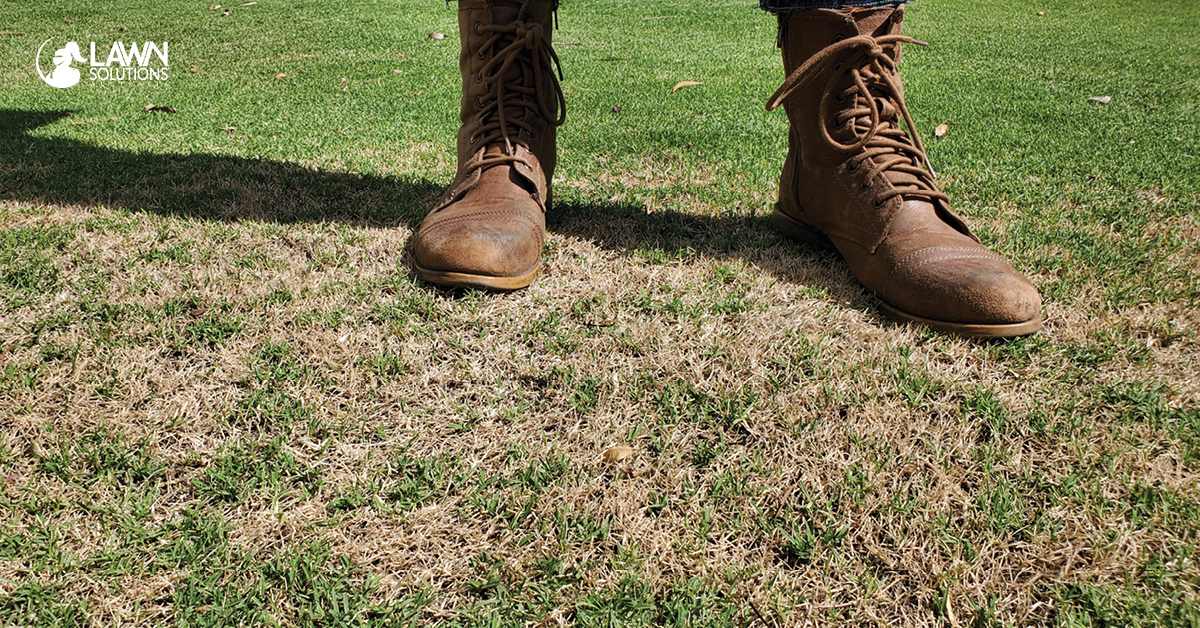 Why Does My Lawn Have Brown Patches? Lawn Solutions Australia