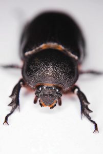 black beetle