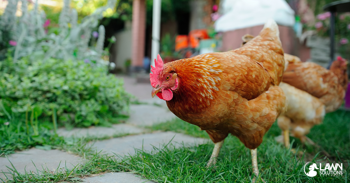 Why does my hen behave like a rooster - Chicken Coops and Tractors Australia