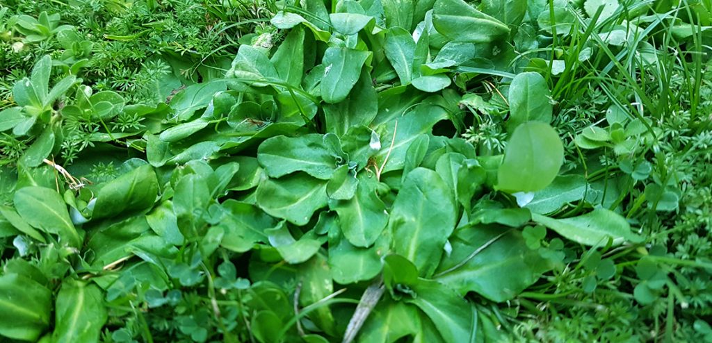 cudweed