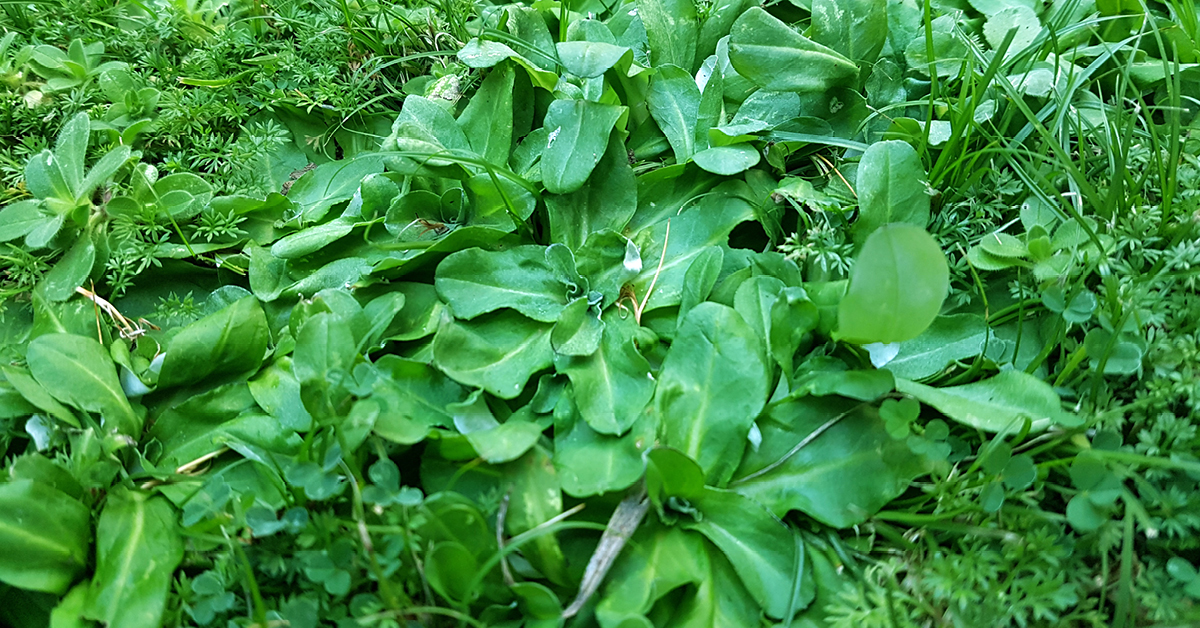 Identifying And Controlling Cudweed Lawn Solutions Australia