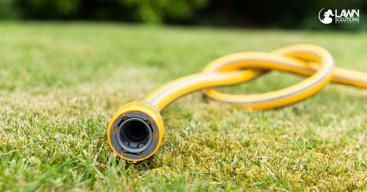 How long can my lawn survive without water? - Lawn Solutions Australia