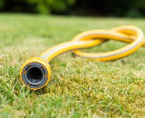 lawn in drought