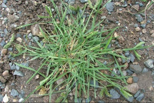 Crowsfoot (Eleusine Indica) - Lawn Solutions Australia