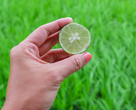 is lime on grass bad for dogs