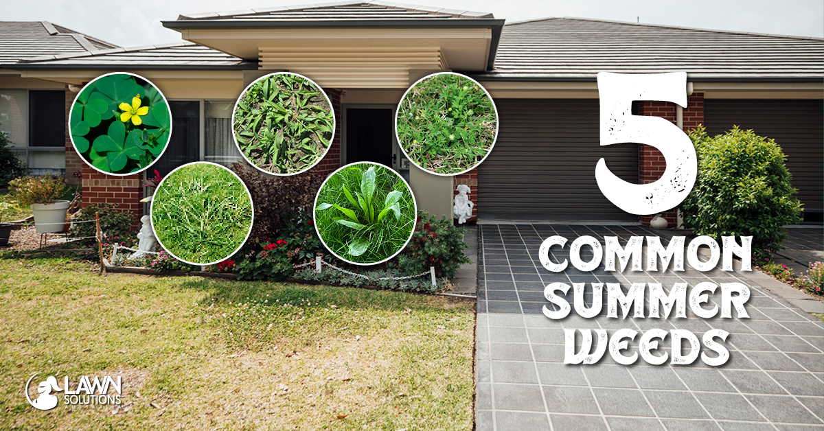 5 Common Summer Lawn Weeds - Lawn Solutions Australia