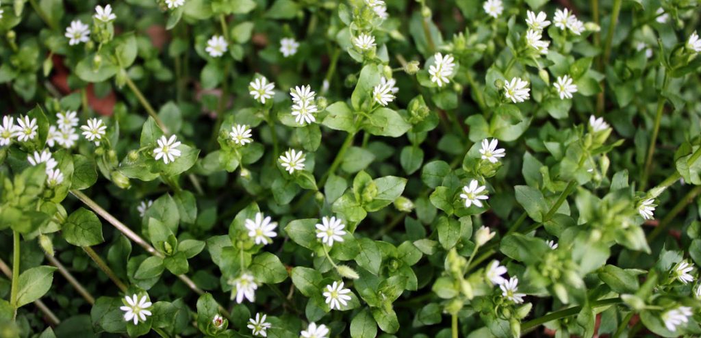 chickweed