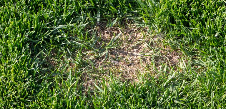 How to treat dry spots in your lawn | All Turf Solutions