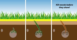 When Should I Apply A Pre Emergent Herbicide Lawn Solutions Australia