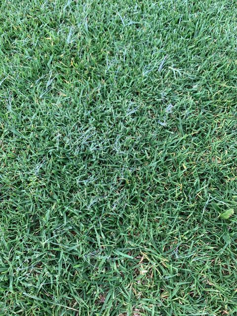 Why Does My Lawn Have Seed Heads Lawn Solutions Australia