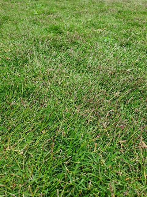 Why does my lawn have seed heads? - Lawn Solutions Australia