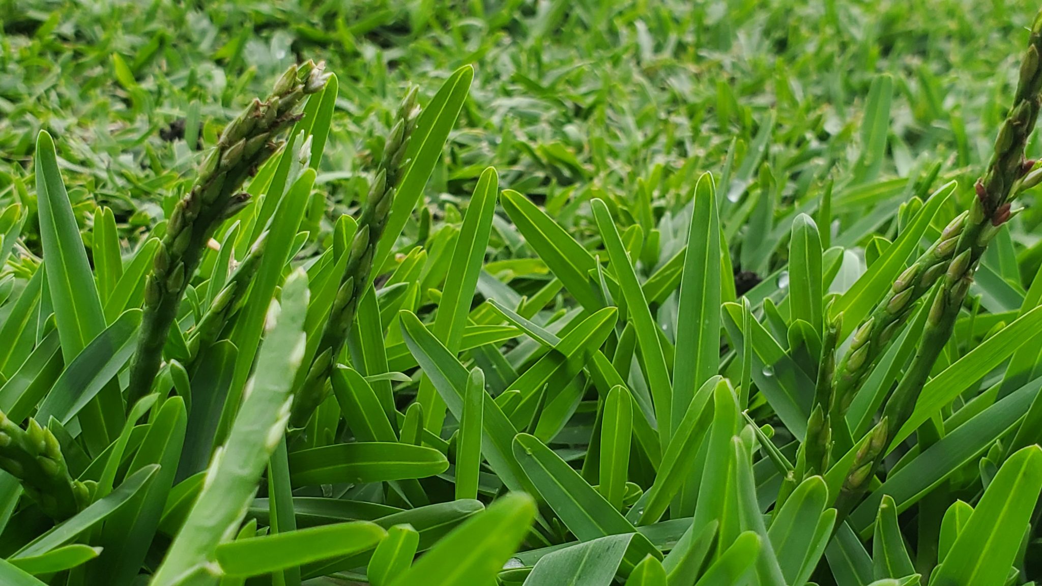 Why does my lawn have seed heads? Lawn Solutions Australia