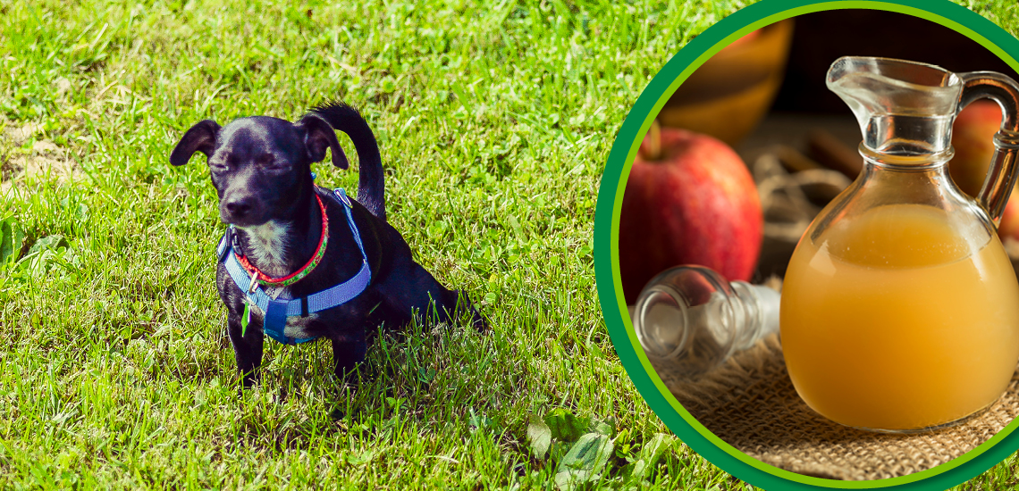 Lawn Burn from Dogs Urine Agland Turf