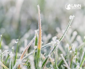 winter lawn