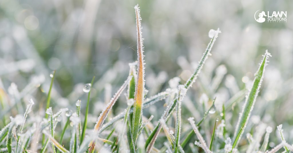 winter lawn