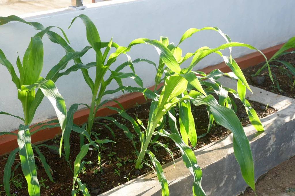 growing corn