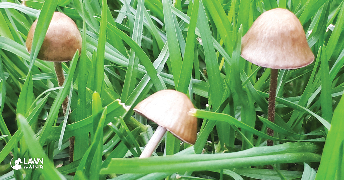 Mushrooms And Other Fungi S Lawn Solutions Australia