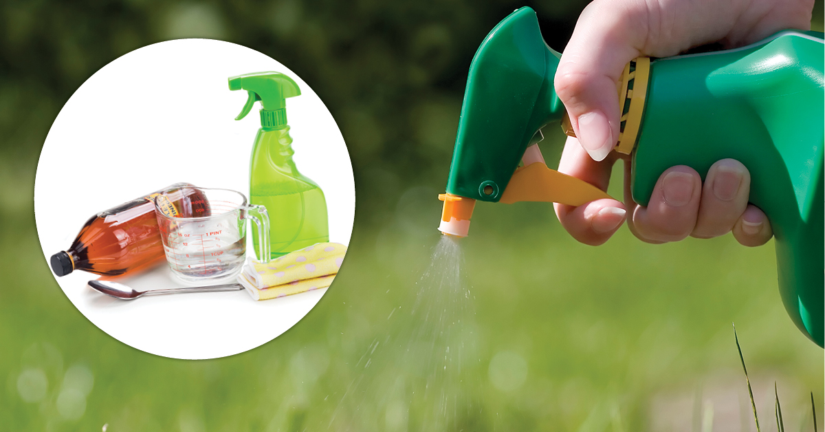 Share 90+ about best weed killer australia best NEC