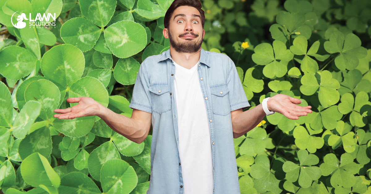 Clover Or Oxalis Lawn Solutions Australia