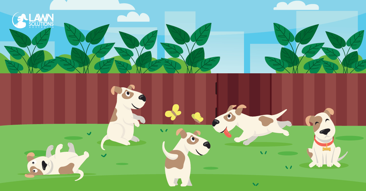 How do I stop my dog wearing out my grass? - Lawn Solutions Australia