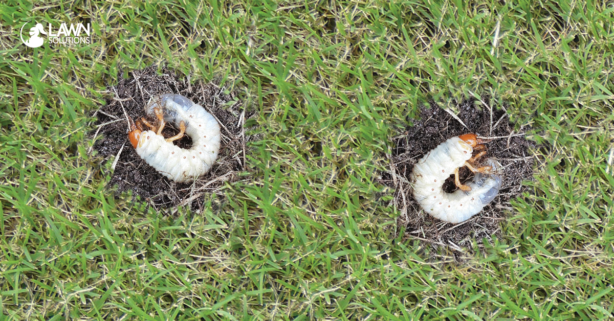 African Black Beetle Lawn Grubs Lawn Solutions Australia