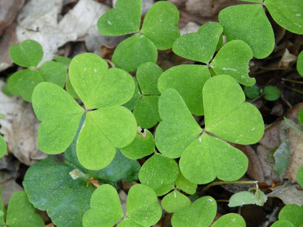 oxalis