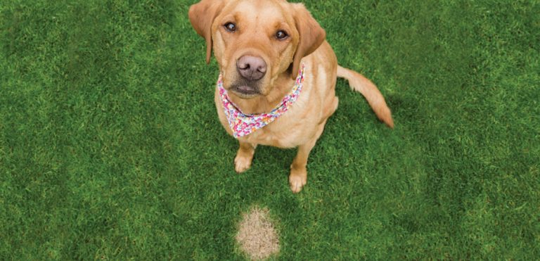 Common Lawn Problems: Solutions for Brown Spots, Weeds, & Pests - Lawn ...
