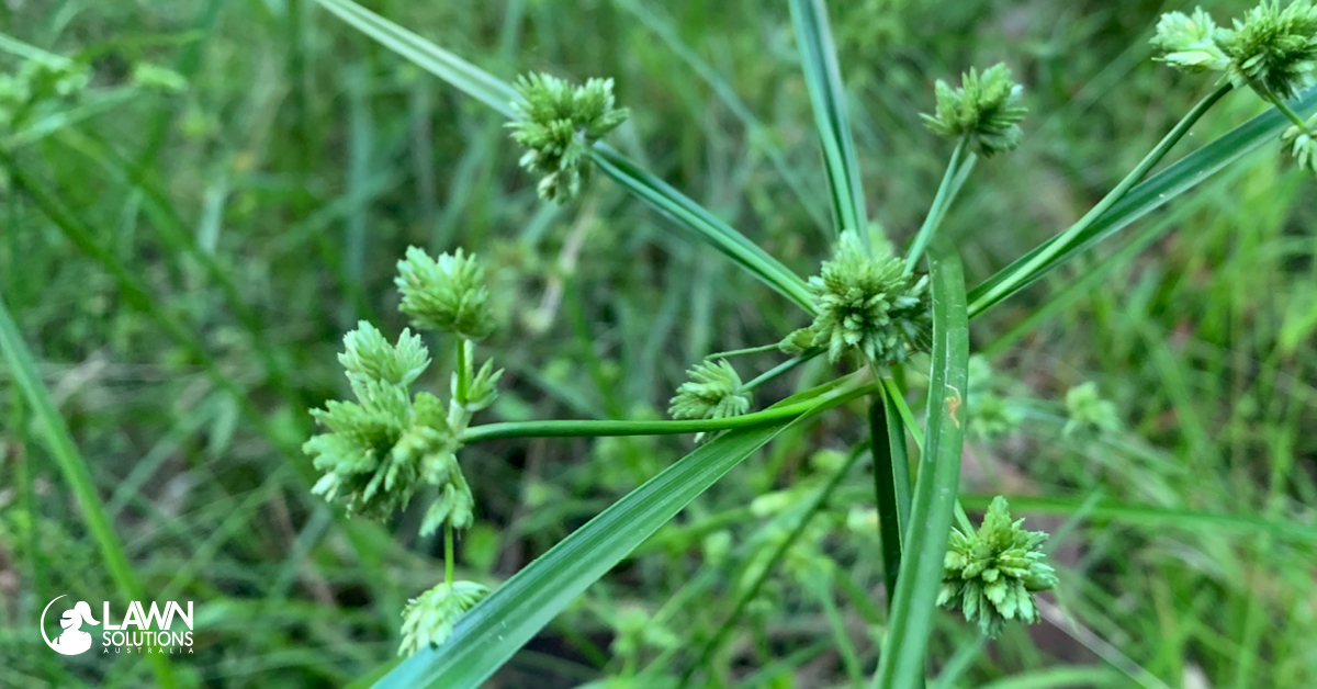 sedge-weeds-lawn-solutions-australia