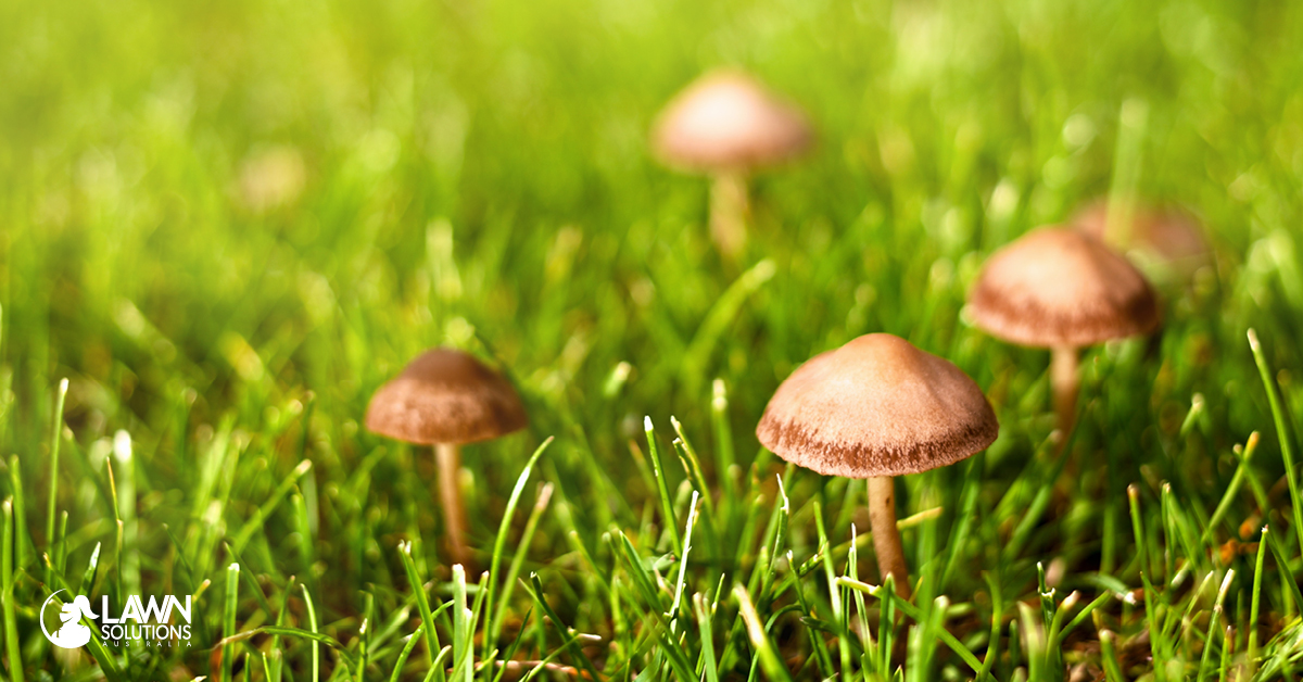 Mushrooms and Other Fungi Lawn Solutions Australia