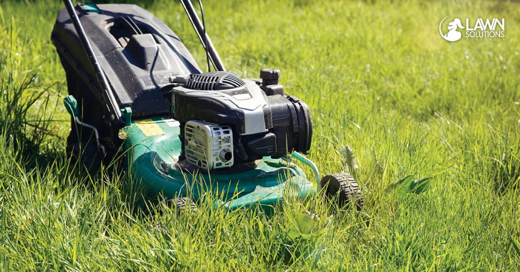 overgrown lawn